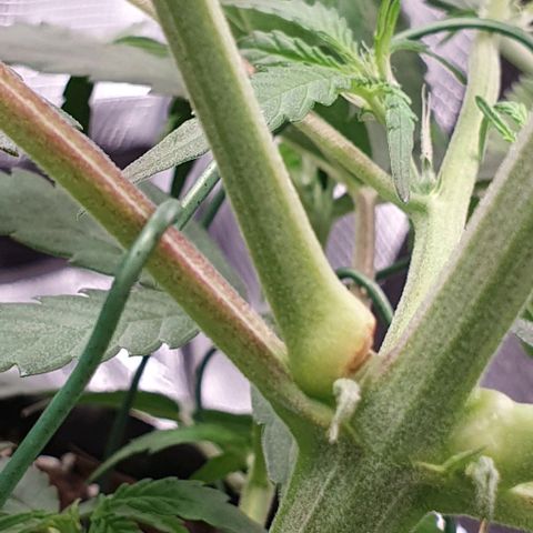 Claudia growlog timeline photo