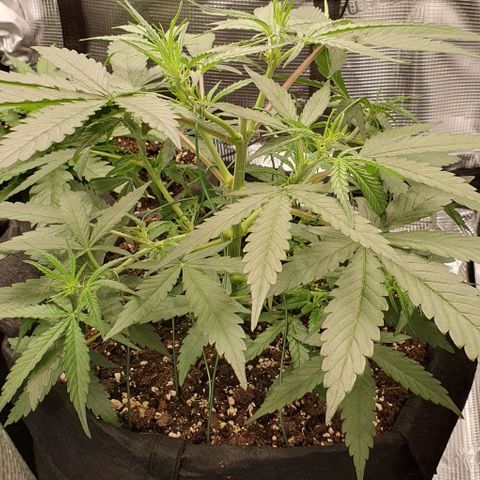 Claudia growlog timeline photo