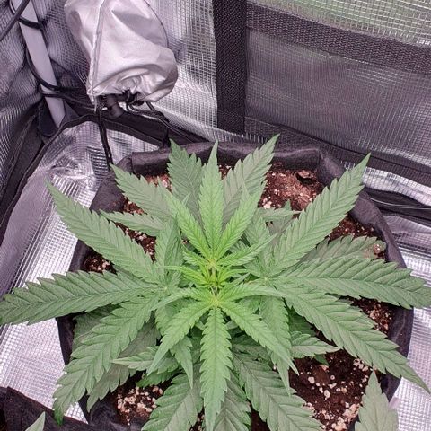 Heidi growlog timeline photo