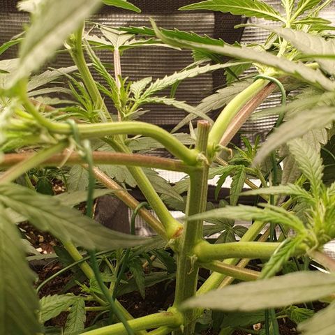 Claudia growlog timeline photo