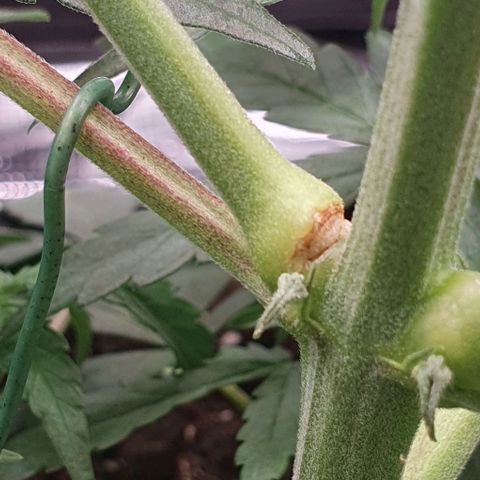 Claudia growlog timeline photo