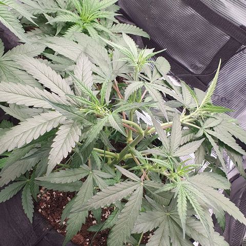 Claudia growlog timeline photo