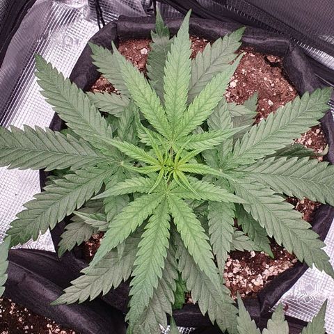 Heidi growlog timeline photo