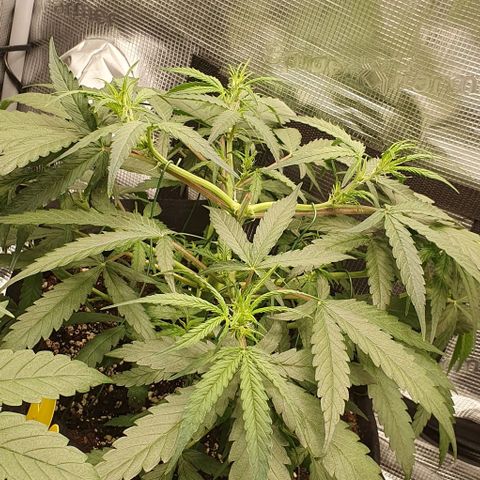 Claudia growlog timeline photo