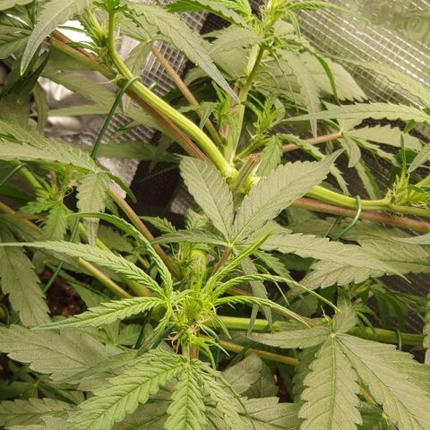 Claudia growlog timeline photo