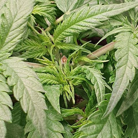 Heidi growlog timeline photo