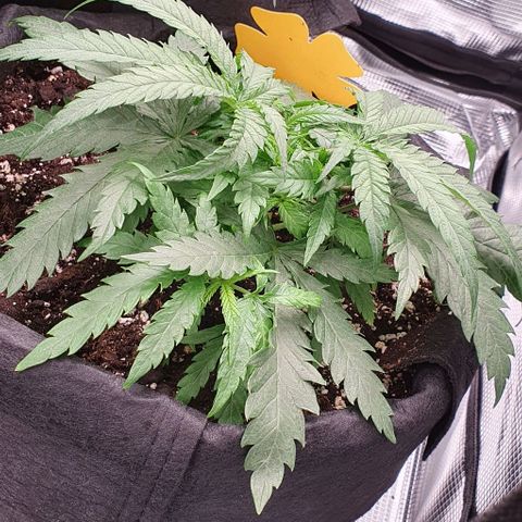 Heidi growlog timeline photo