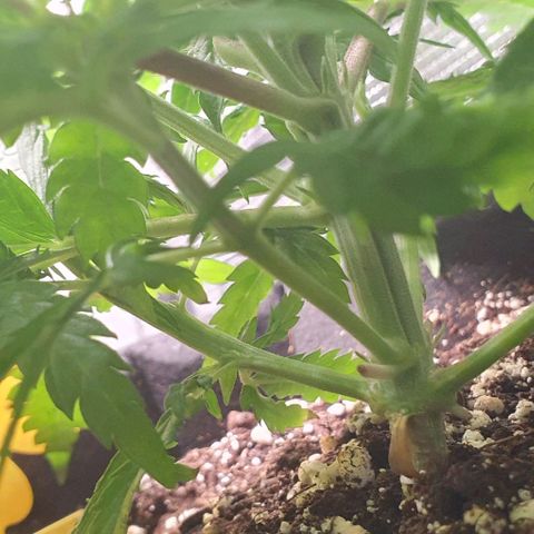 Heidi growlog timeline photo