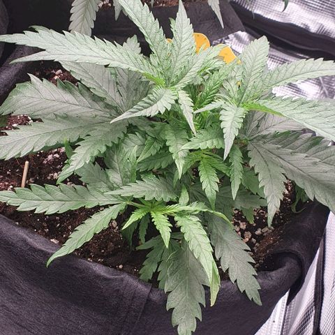 Heidi growlog timeline photo