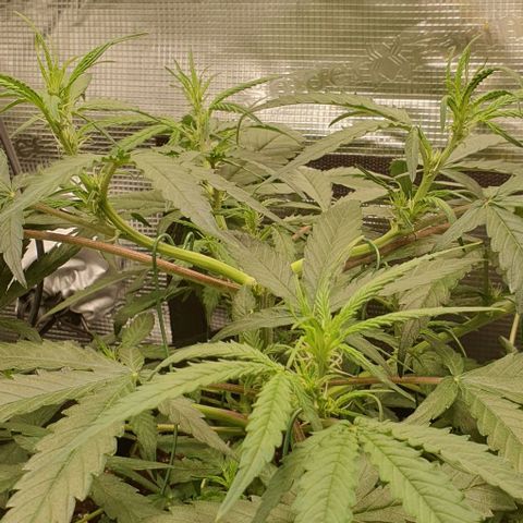 Claudia growlog timeline photo