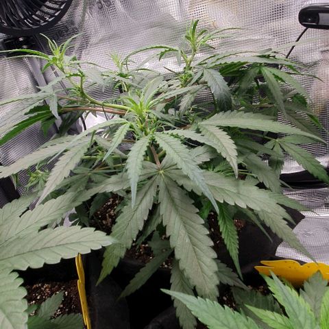 Claudia growlog timeline photo