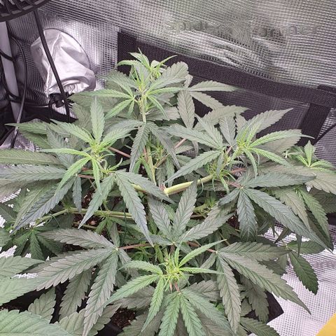 Claudia growlog timeline photo