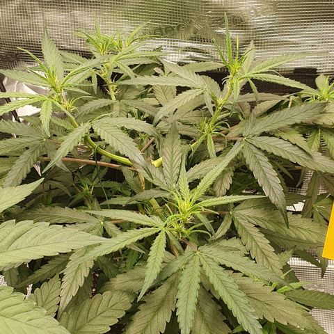 Claudia growlog timeline photo