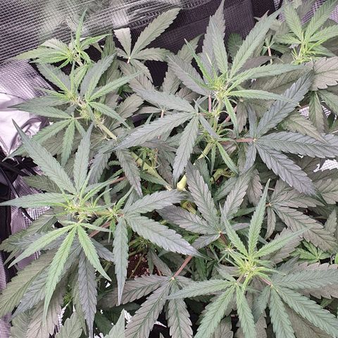 Claudia growlog timeline photo