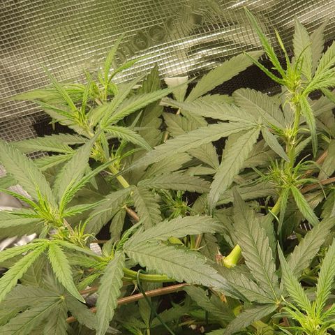 Claudia growlog timeline photo