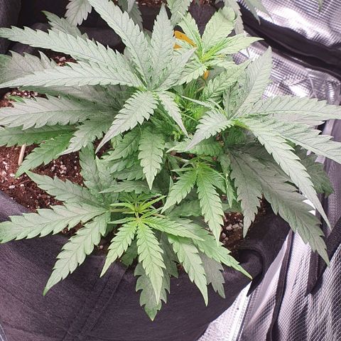 Heidi growlog timeline photo