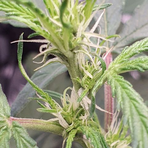 Claudia growlog timeline photo