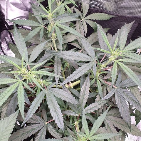 Claudia growlog timeline photo