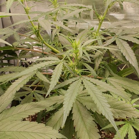 Claudia growlog timeline photo