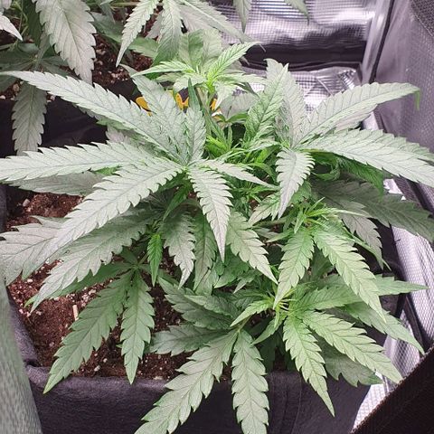 Heidi growlog timeline photo