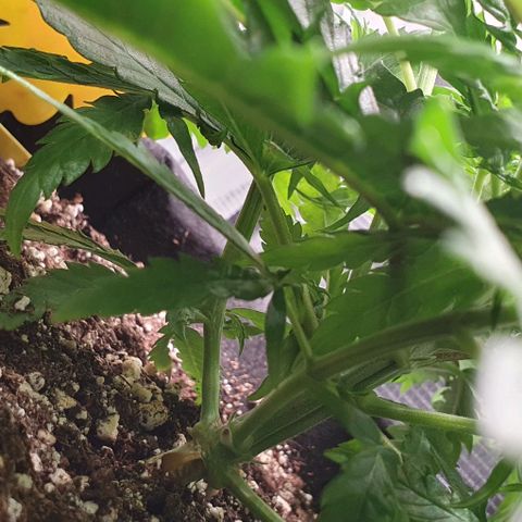 Heidi growlog timeline photo
