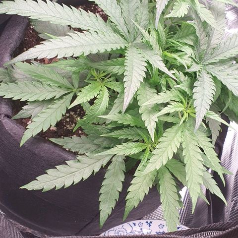 Heidi growlog timeline photo