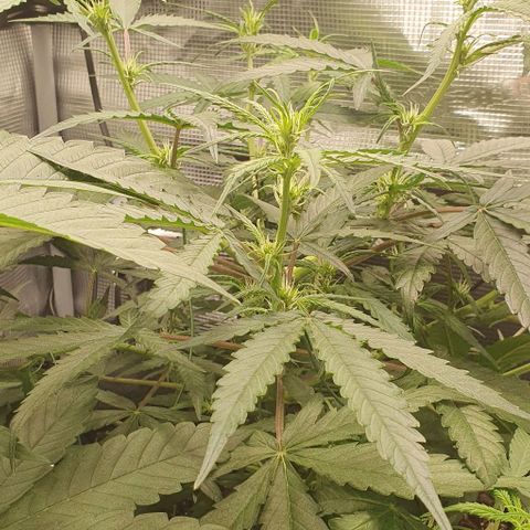 Claudia growlog timeline photo