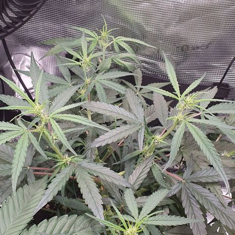 Claudia growlog timeline photo