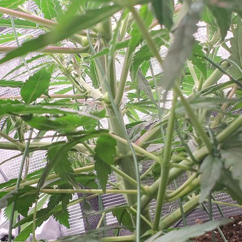 Claudia growlog timeline photo
