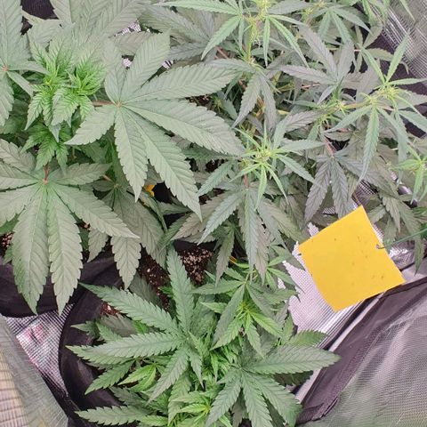 Heidi growlog timeline photo