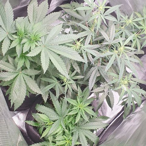 Heidi growlog timeline photo