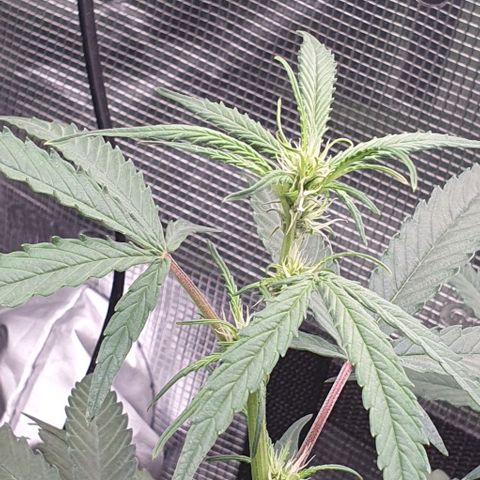 Claudia growlog timeline photo