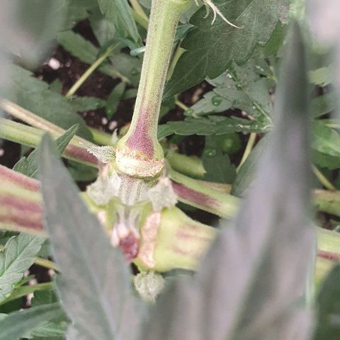 Claudia growlog timeline photo