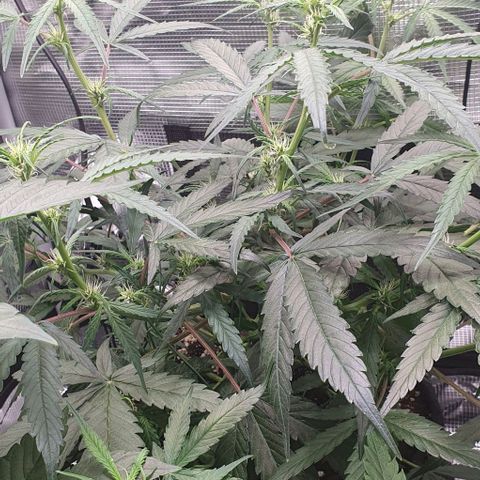 Claudia growlog timeline photo