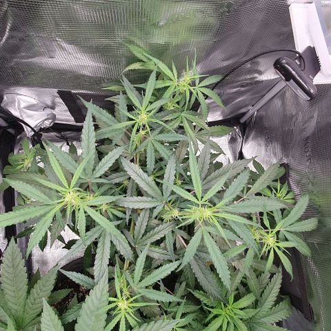 Claudia growlog timeline photo