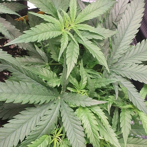 Heidi growlog timeline photo