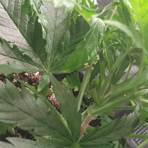 Heidi growlog timeline photo
