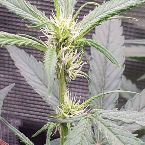 Claudia growlog timeline photo