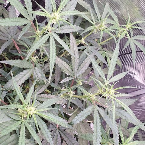 Claudia growlog timeline photo