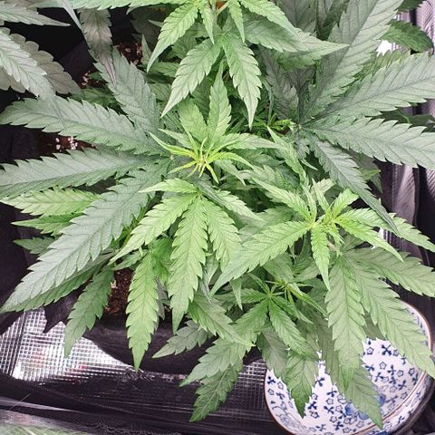 Heidi growlog timeline photo