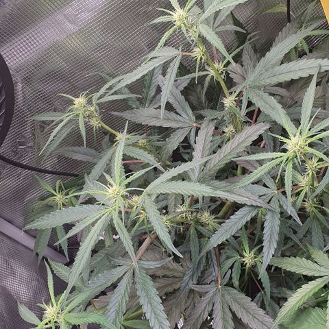 Claudia growlog timeline photo