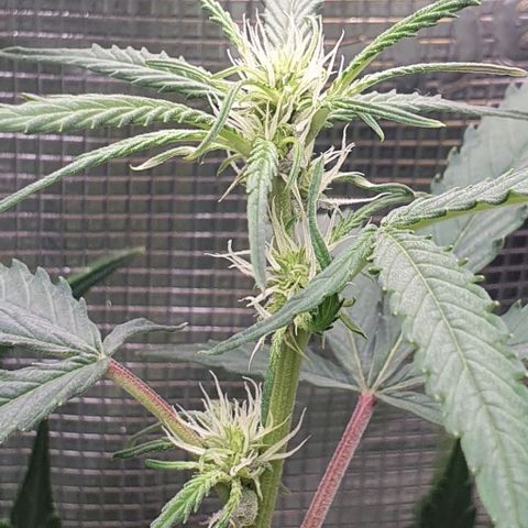 Claudia growlog timeline photo