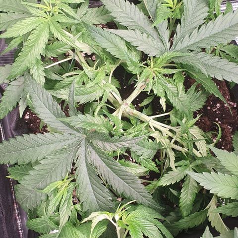 Heidi growlog timeline photo