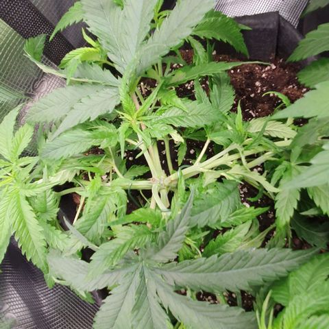 Heidi growlog timeline photo