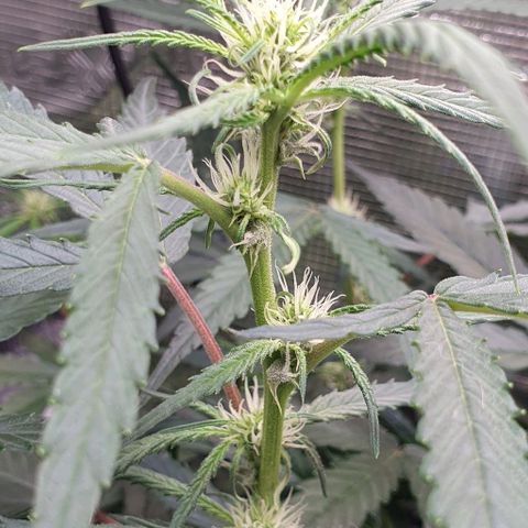 Claudia growlog timeline photo