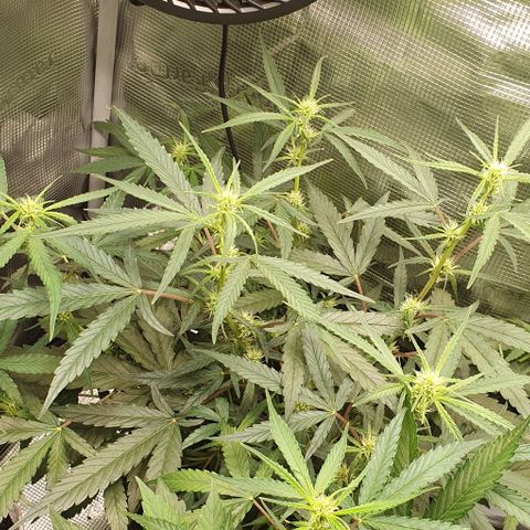 Claudia growlog timeline photo