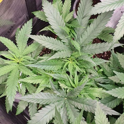 Heidi growlog timeline photo