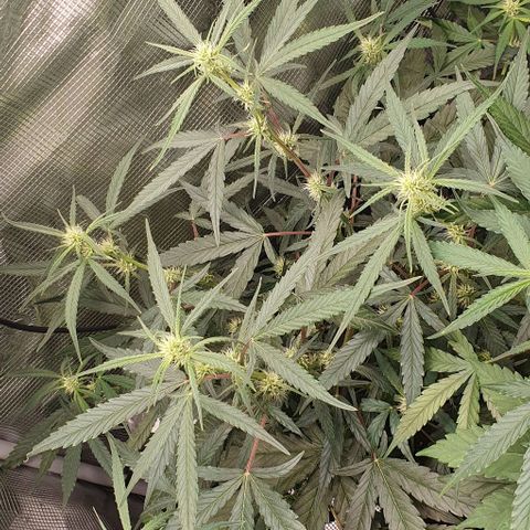 Claudia growlog timeline photo