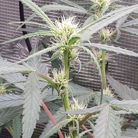 Claudia growlog timeline photo