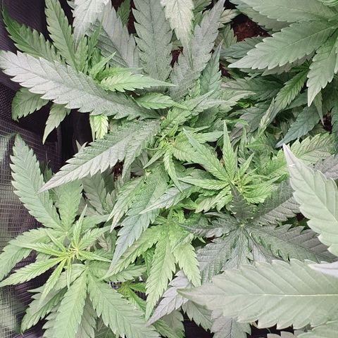 Heidi growlog timeline photo